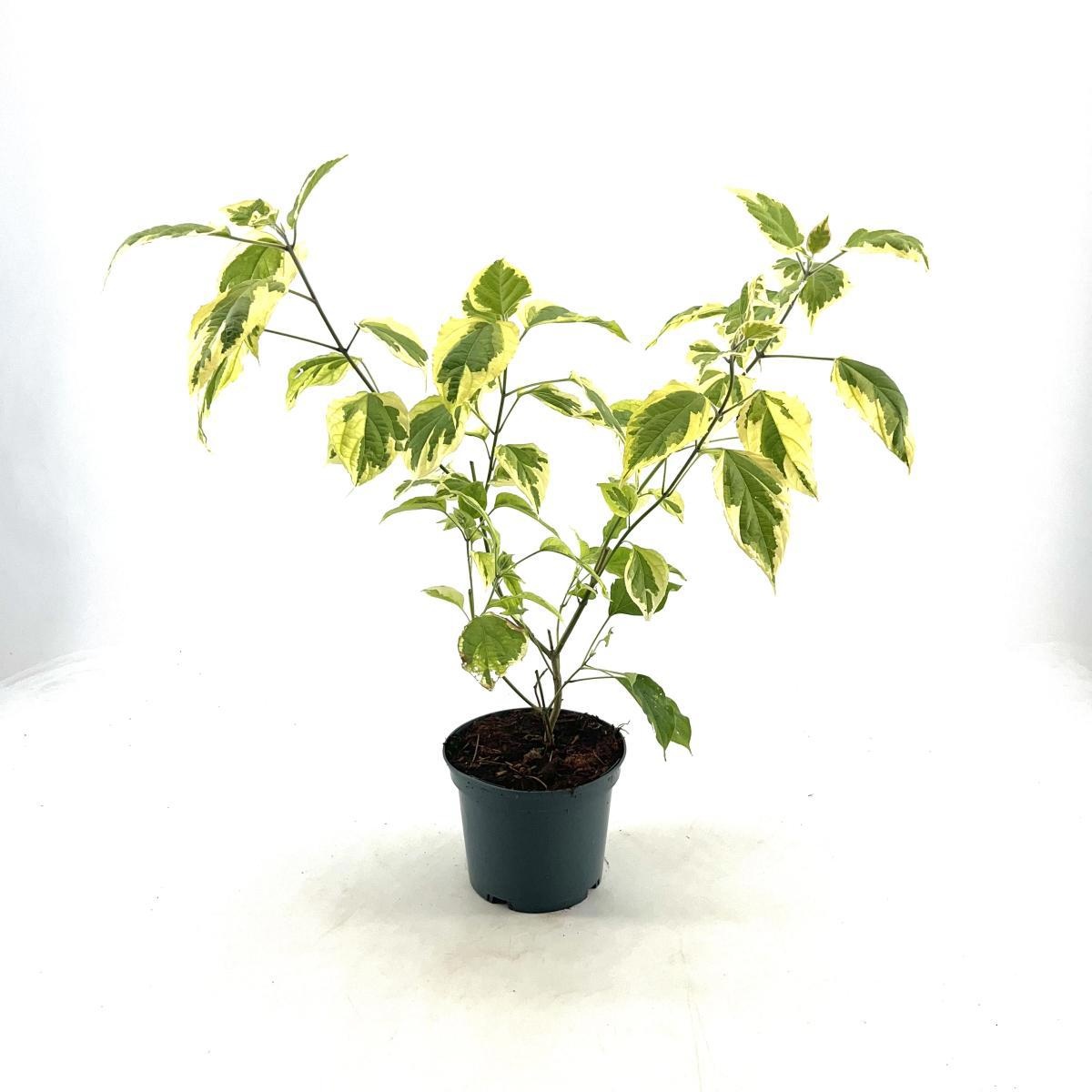 Clerodendrum trich. 'Variegatum', D 19 cm