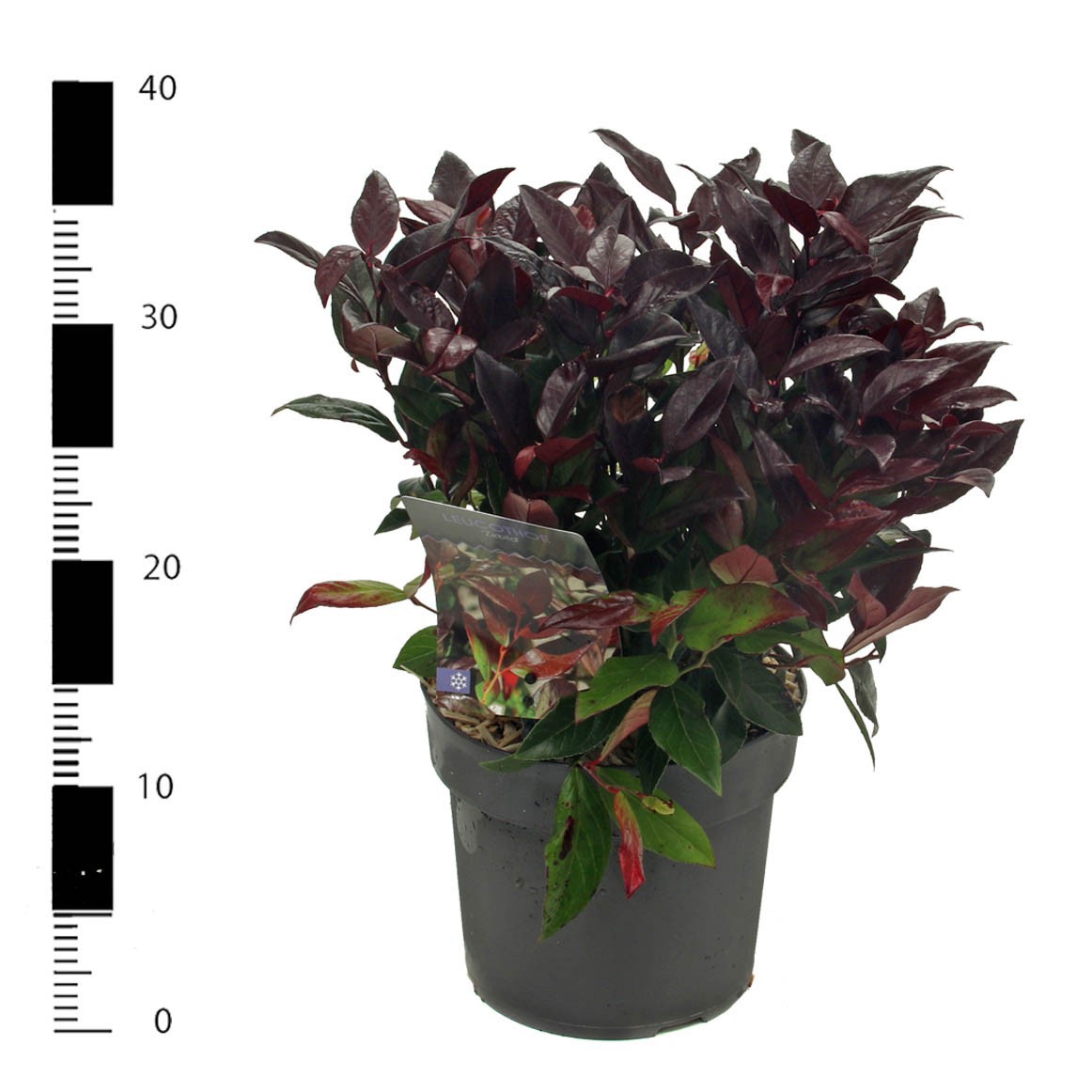 Leucothoe 'Zeblid', D 17