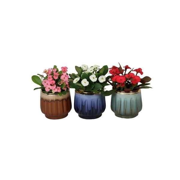 L 67040 With Euphorbia Milii 6 cm, D 6 cm