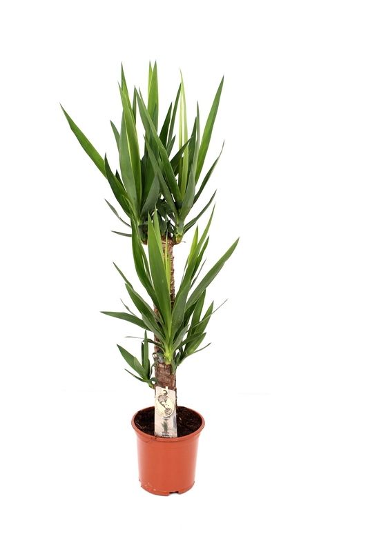 Yucca P19 60-30, D 19