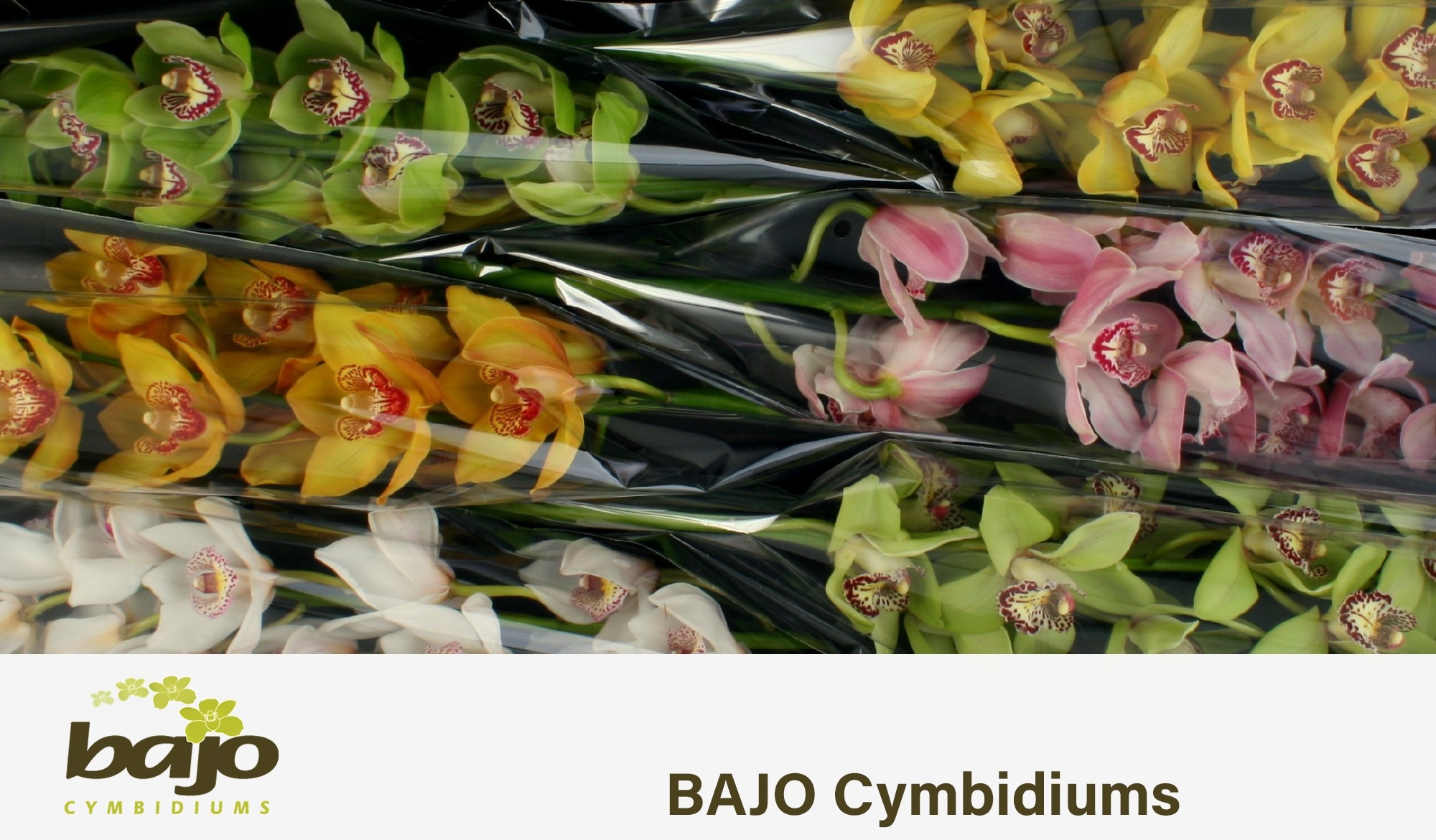 Цимбидиум Микс x6 70, шт.