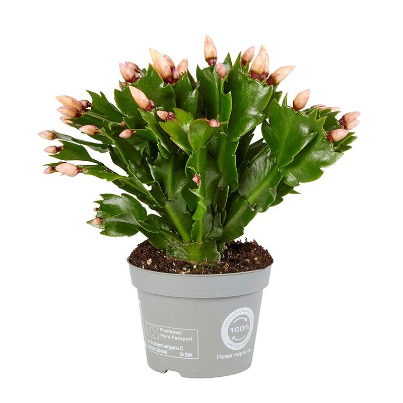 Schlumbergera Yellow Brazil, D 12 cm Schlumbergera Yellow Brazil, D 12 cm