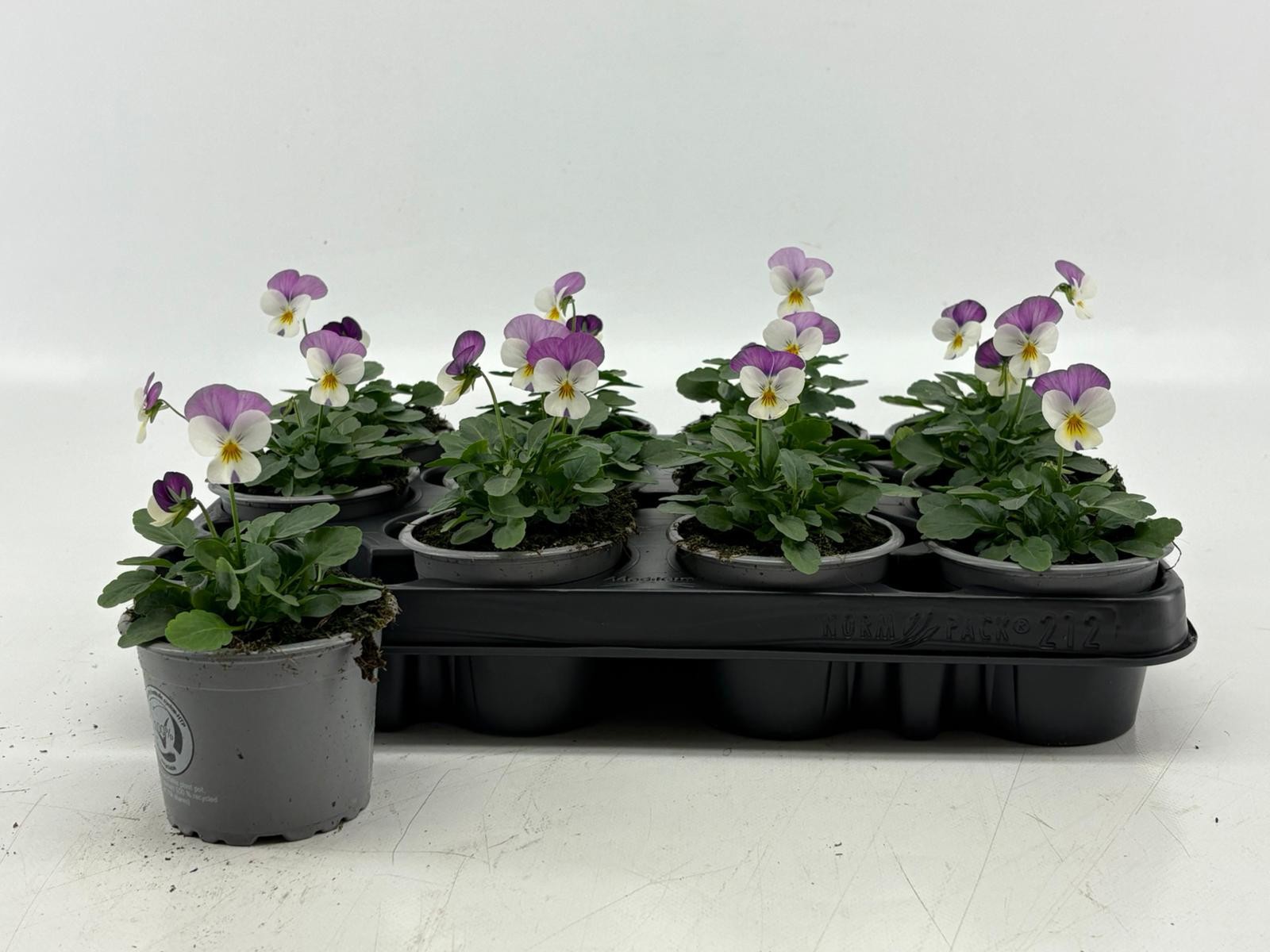 Viola Cornuta White With Rose Wing, D 9