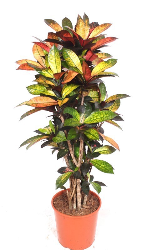 Codiaeum Iceton (Croton Iceton), D 30 cm