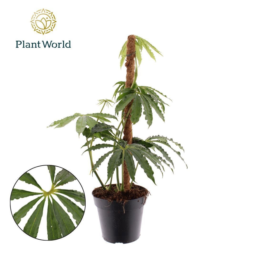 Anthurium polyschistum Mosstok, D 12