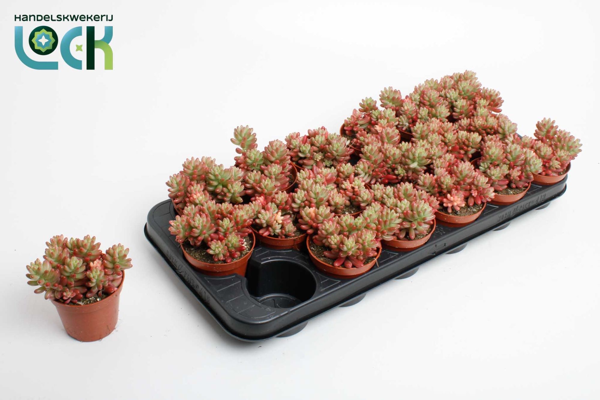 Sedum Rubrotinctum aurora, D 8,5 cm Sedum Rubrotinctum aurora, D 8,5 cm