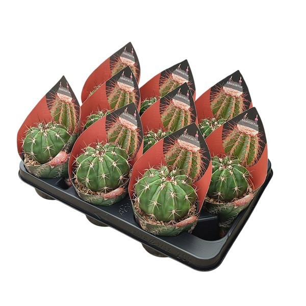 MELOCACTUS CONCINNUS - POT Ø 10,5 - WITH POTCOVER (CACTUS), D 10,5