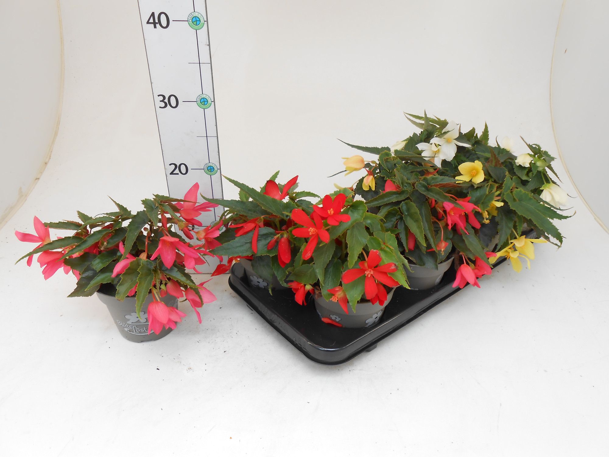 Begonia boliviensis, D 13