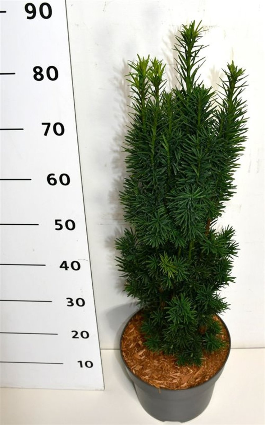 Taxus b. 'Fastigiata Robusta', D 26