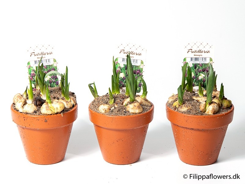 FRITILLARIA MELEAGRIS, D 10