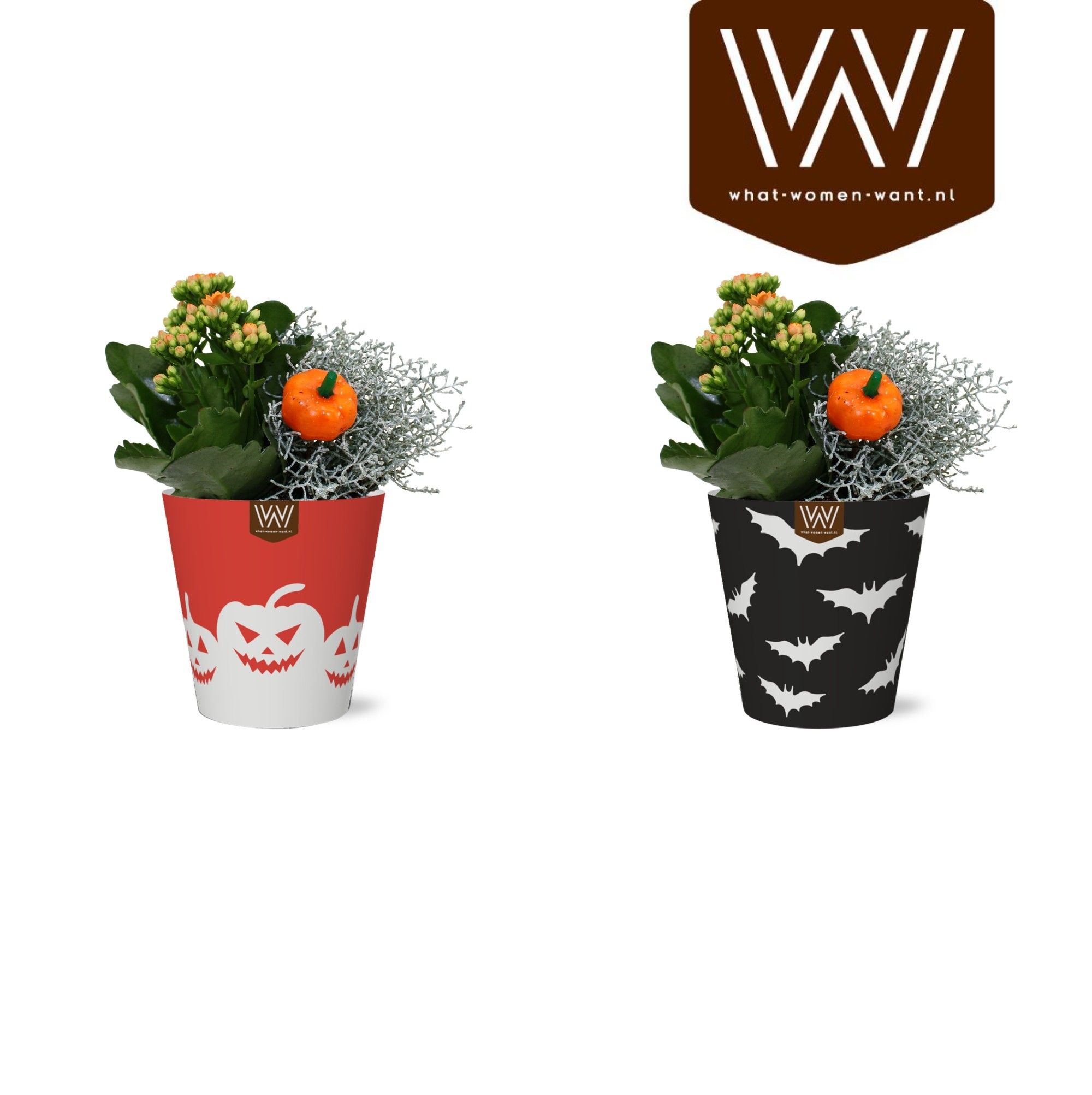 Collectie "Tasty Bubble" Arrangement in Smartcup Vibe Halloween, D 13 cm Collectie "Tasty Bubble" Arrangement in Smartcup Vibe Halloween, D 13 cm