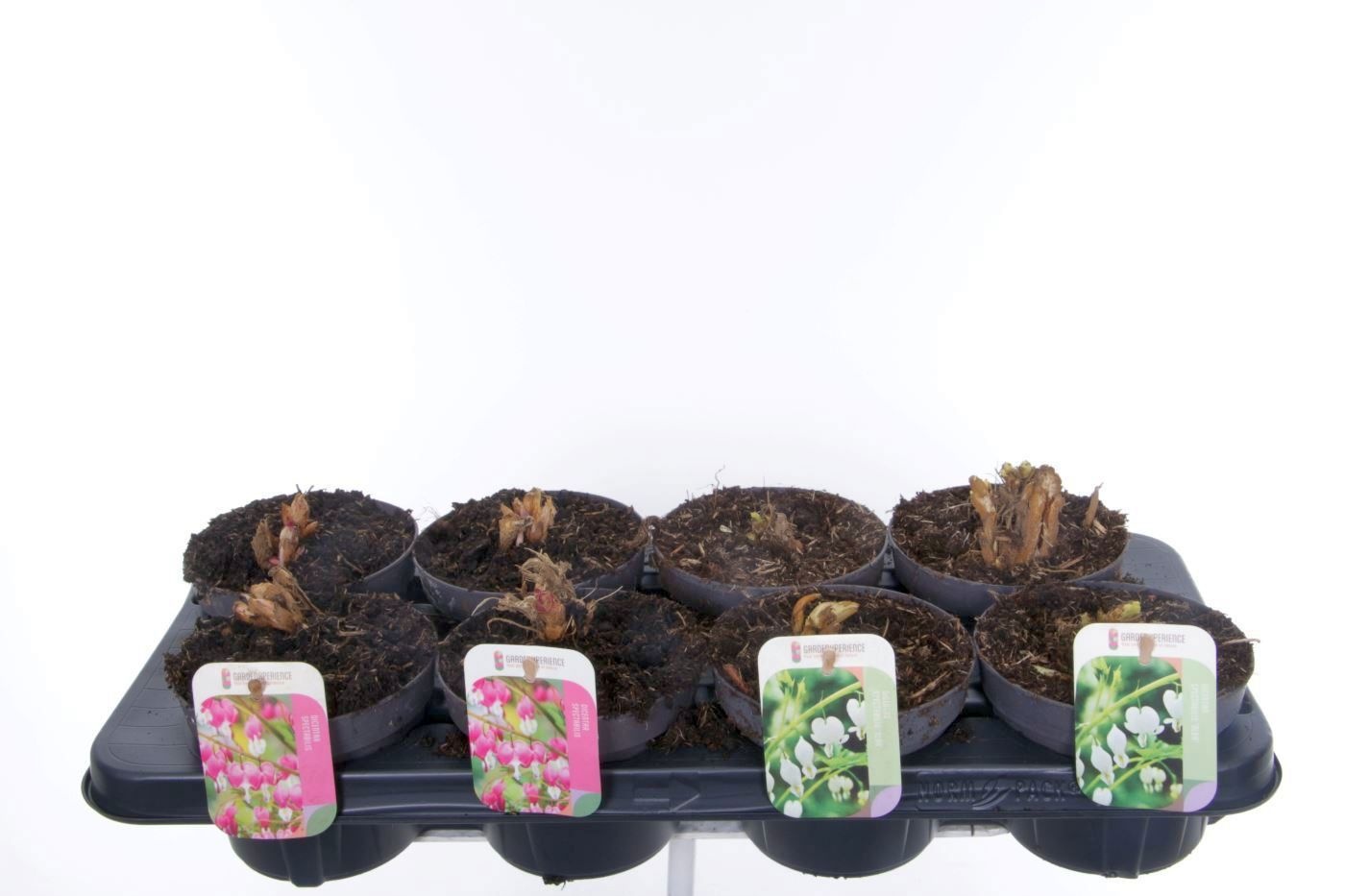 Dicentra spectabilis mix, D 13