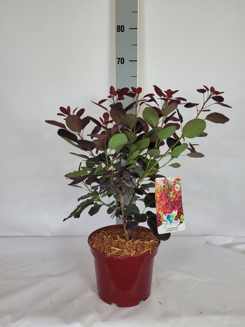 Cotinus coggygria 'Royal Purple' C4 40-60, D 21