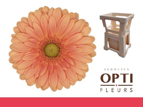 Гермини Кава, шт.