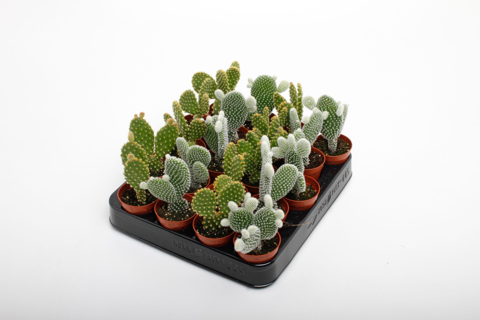 Opuntia mix, D 5,5