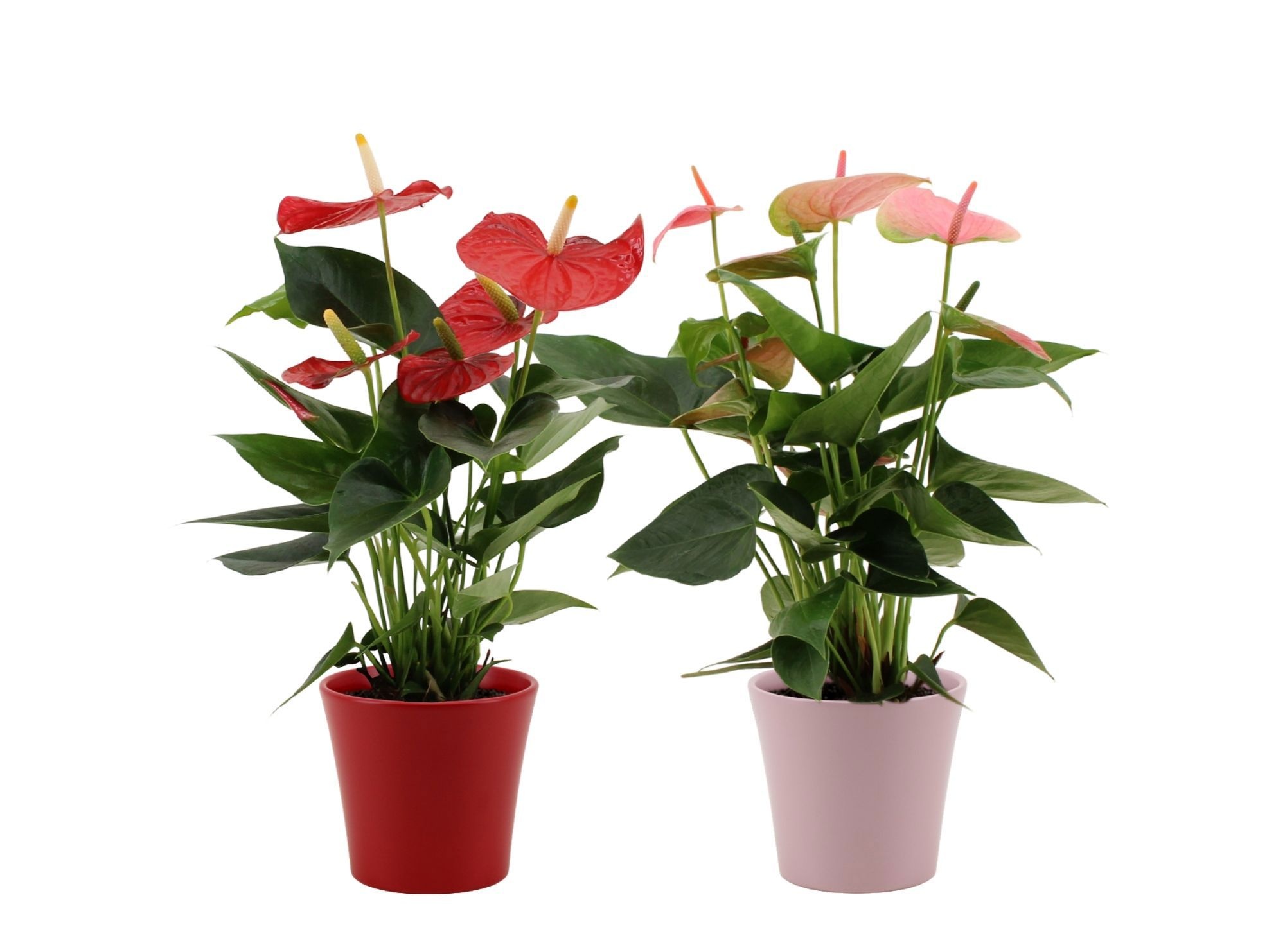 Anthurium 14 cm Red & Pink mix in Boston ceramics, D 14
