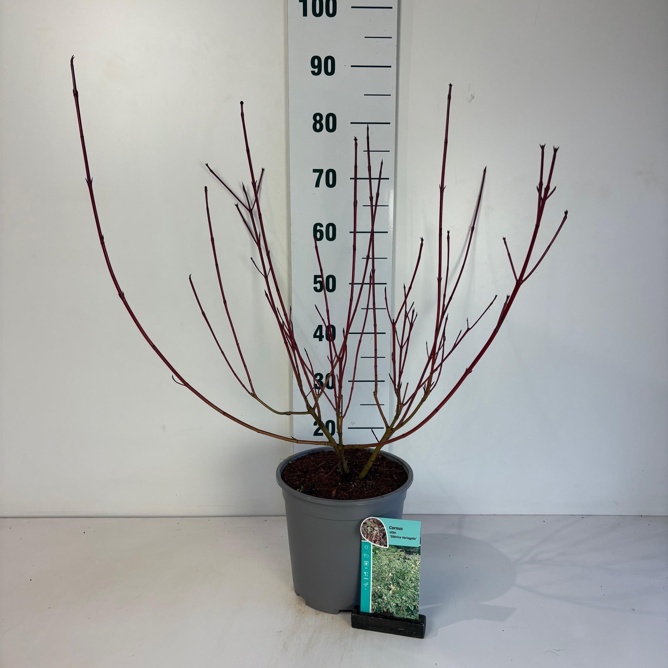 Cornus alba Sibirica Variegata, D 24