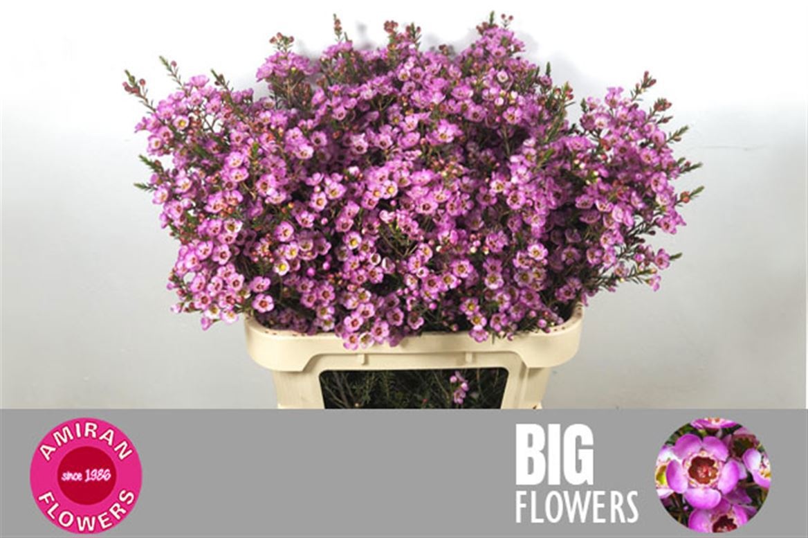 Шамелациум Ади 80 (роз.), шт.