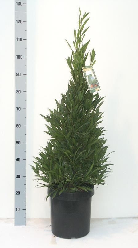 Laurus nobilis 'Angustifolia' Speciale Pyramide - Vlaamse Laurier, D 27