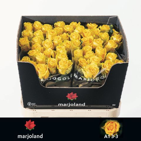 Роза од. Пенни Лэйн 80, шт.