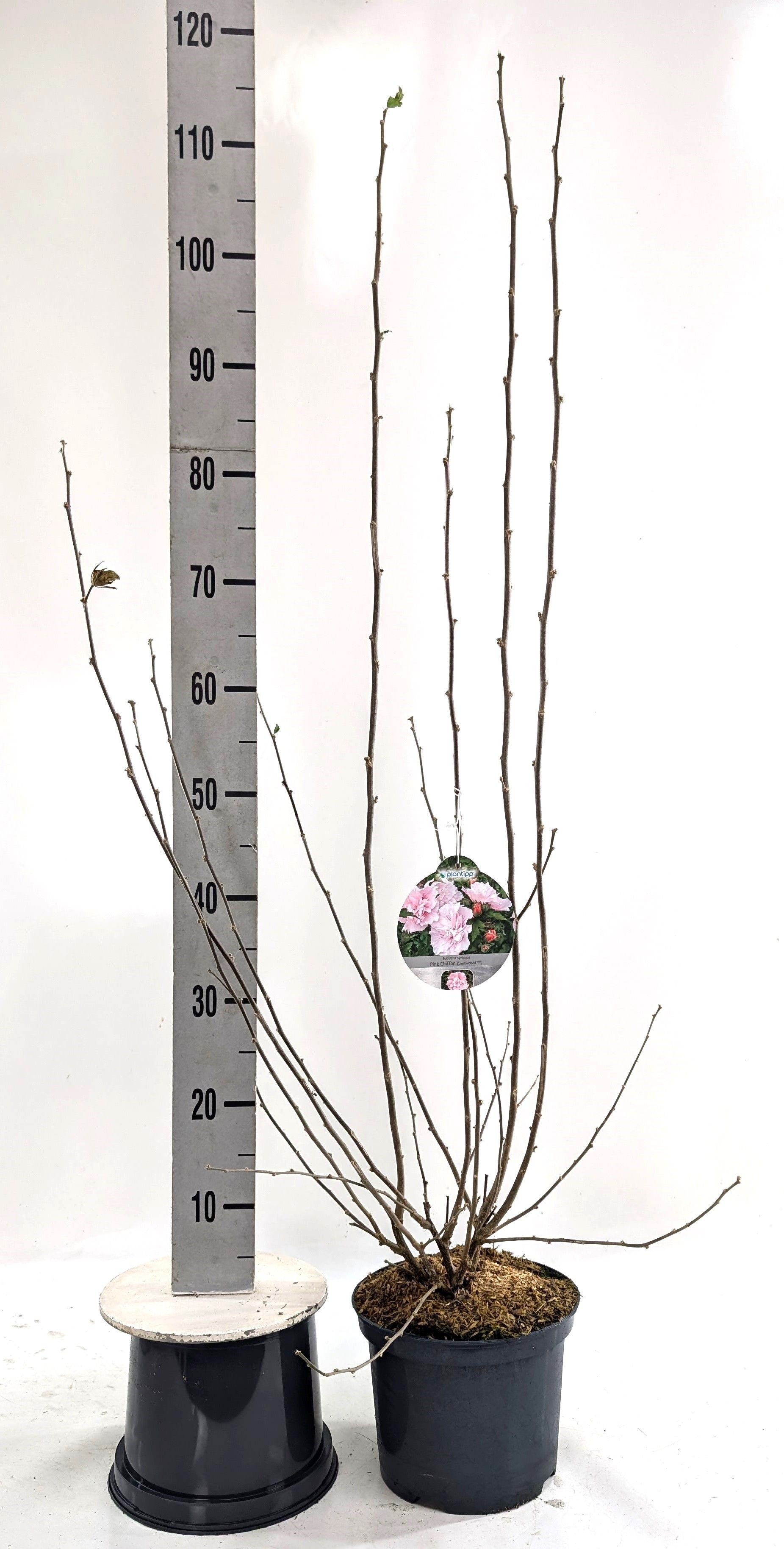 Hibiscus syr. 'Pink Chiffon' -R-, D 23