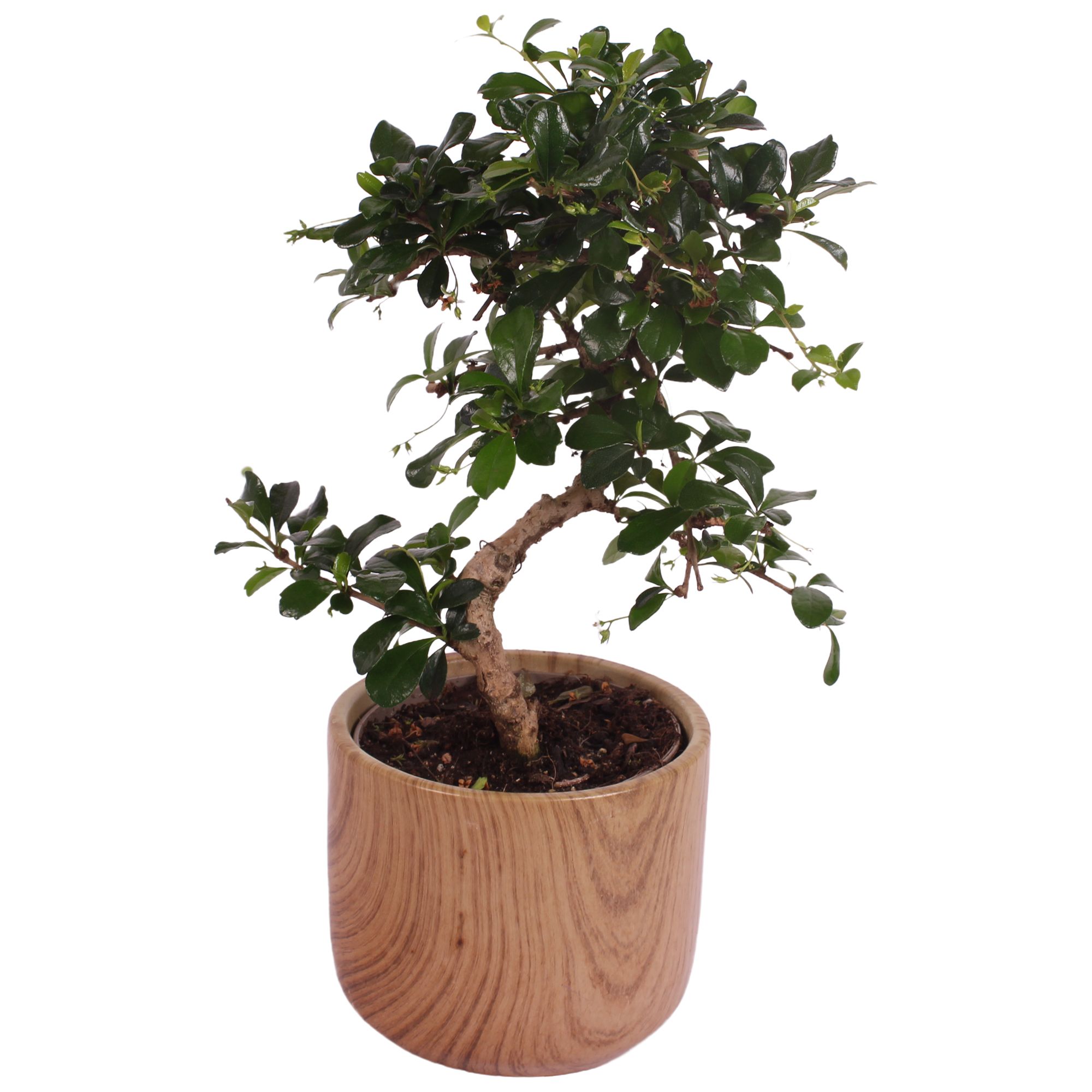 Bonsai Indoor Mix Ø12cm S-Shape in Ø 14cm Ceramic NT565, D 14