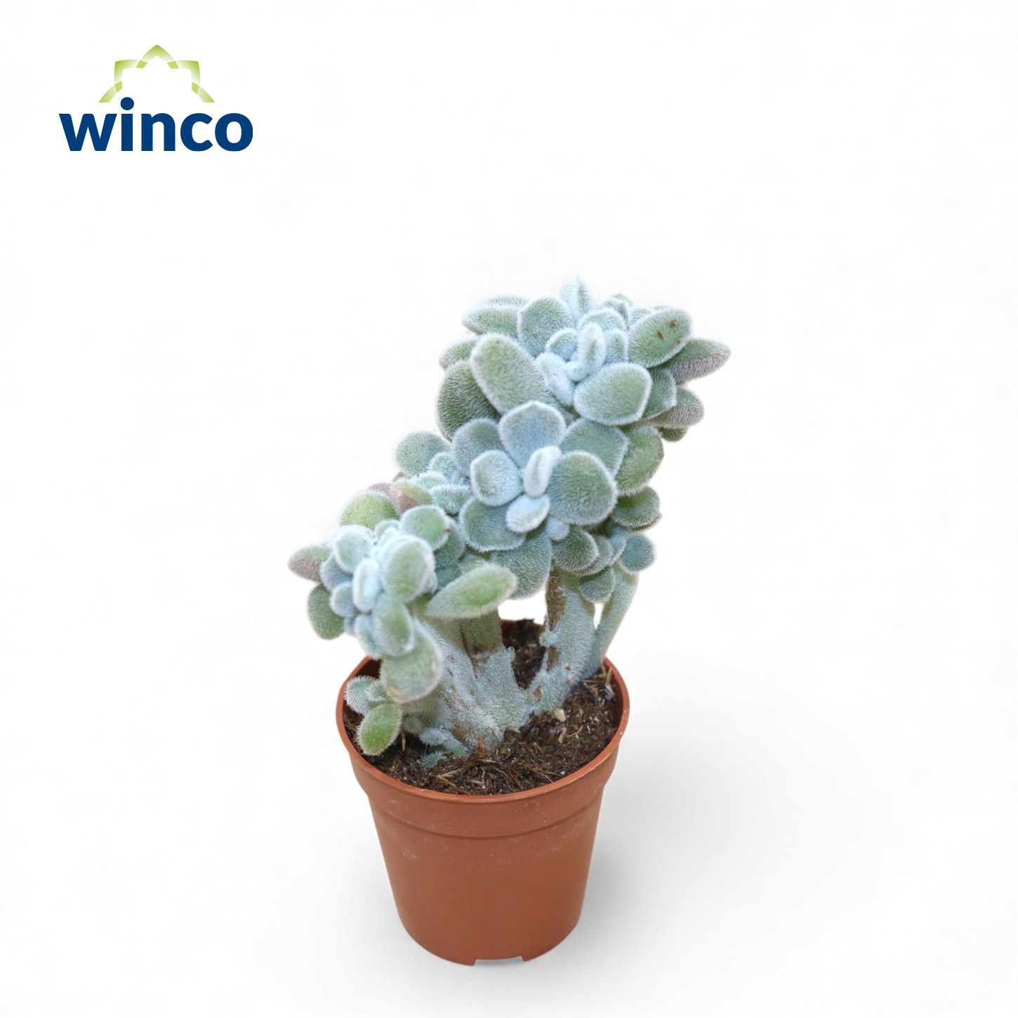 Echeveria Frosty Cristata, D 5,5