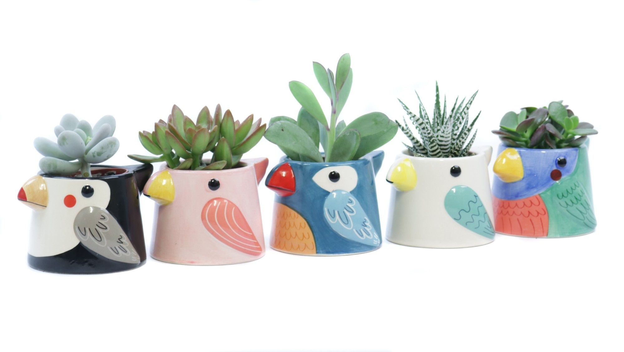 Succulent 5,5 cm in tanager bird planter, D 6