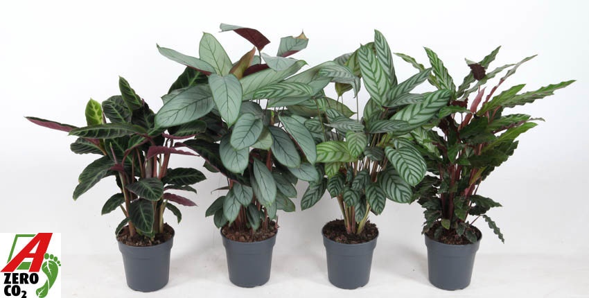 Mix Calathea 19cm, D 19