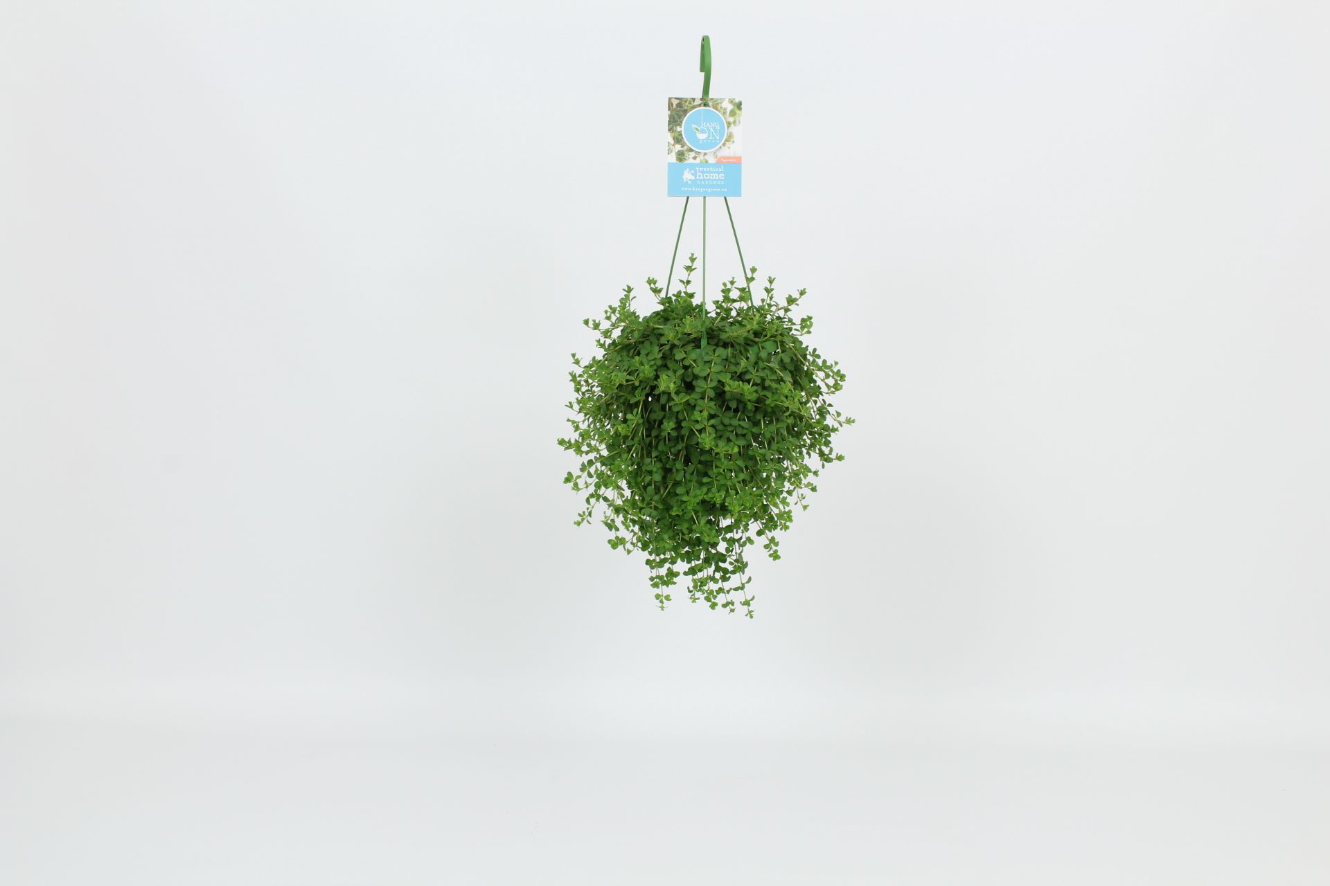 HangonGreen Peperomia Isabelle 14 cm, D 14