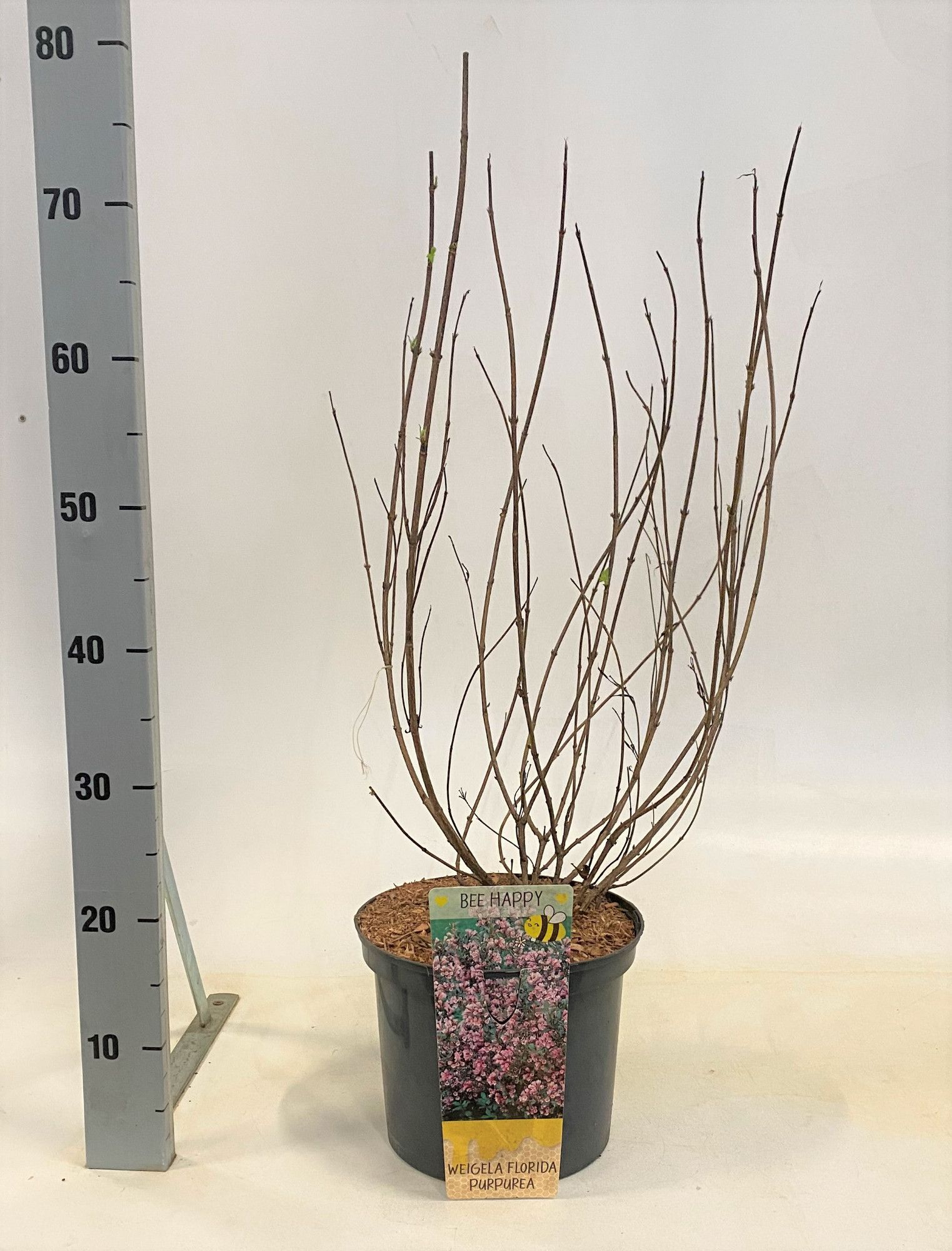 Weigela florida 'Victoria', D 23
