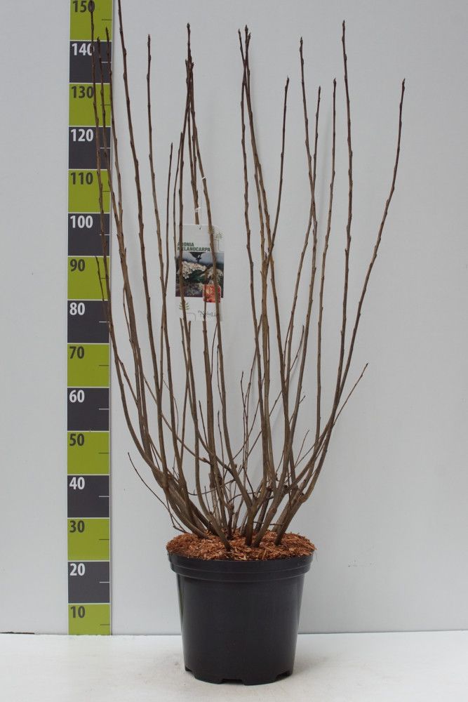 Aronia melanocarpa C 12, D 30