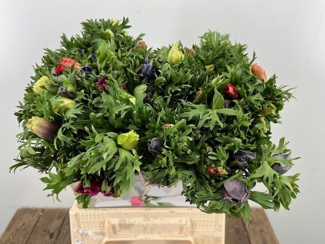 Анемон Мариане Микс 45, шт.