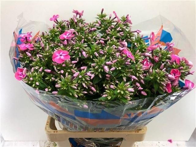 Флокс Сенора 60, шт.