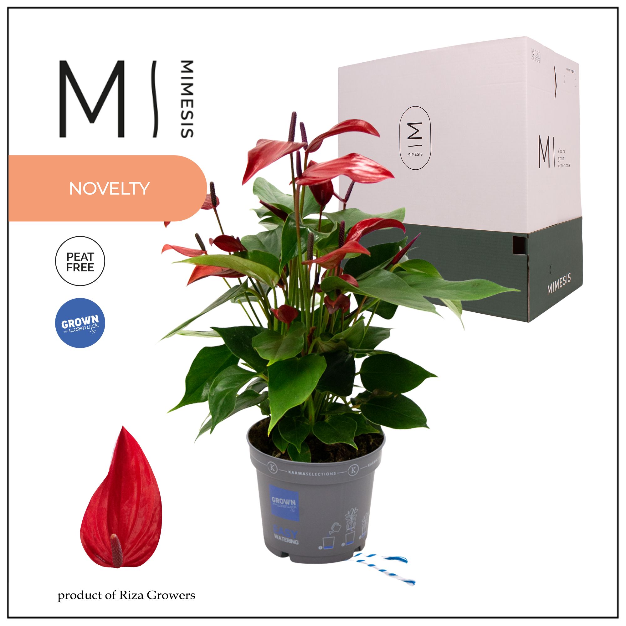 Mimesis Anthurium KARMA Lava - 12cm, D 12 cm