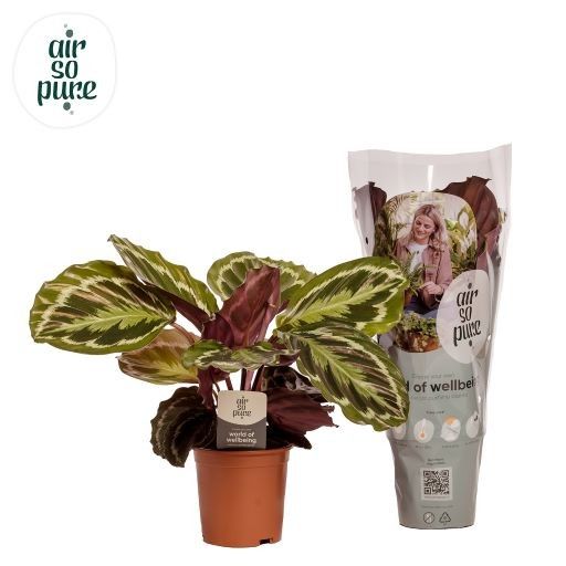 Calathea Medallion Air so Pure, D 14