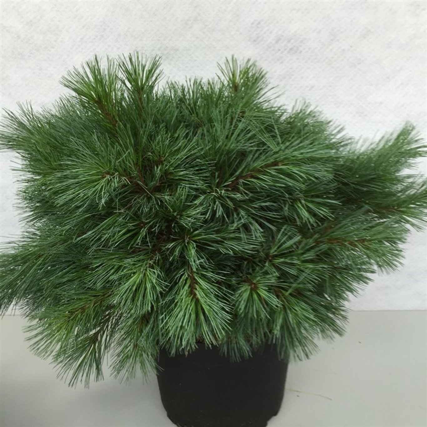 Pinus strobus 'Blue Shag', D 29 cm