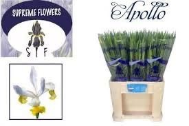 Ирис Аполло, шт.