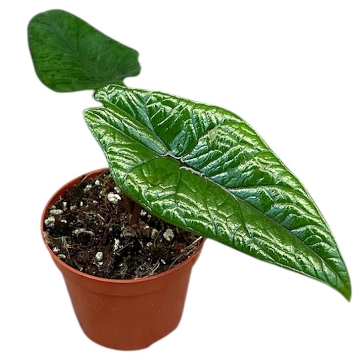 Alocasia Scalprum, D 8