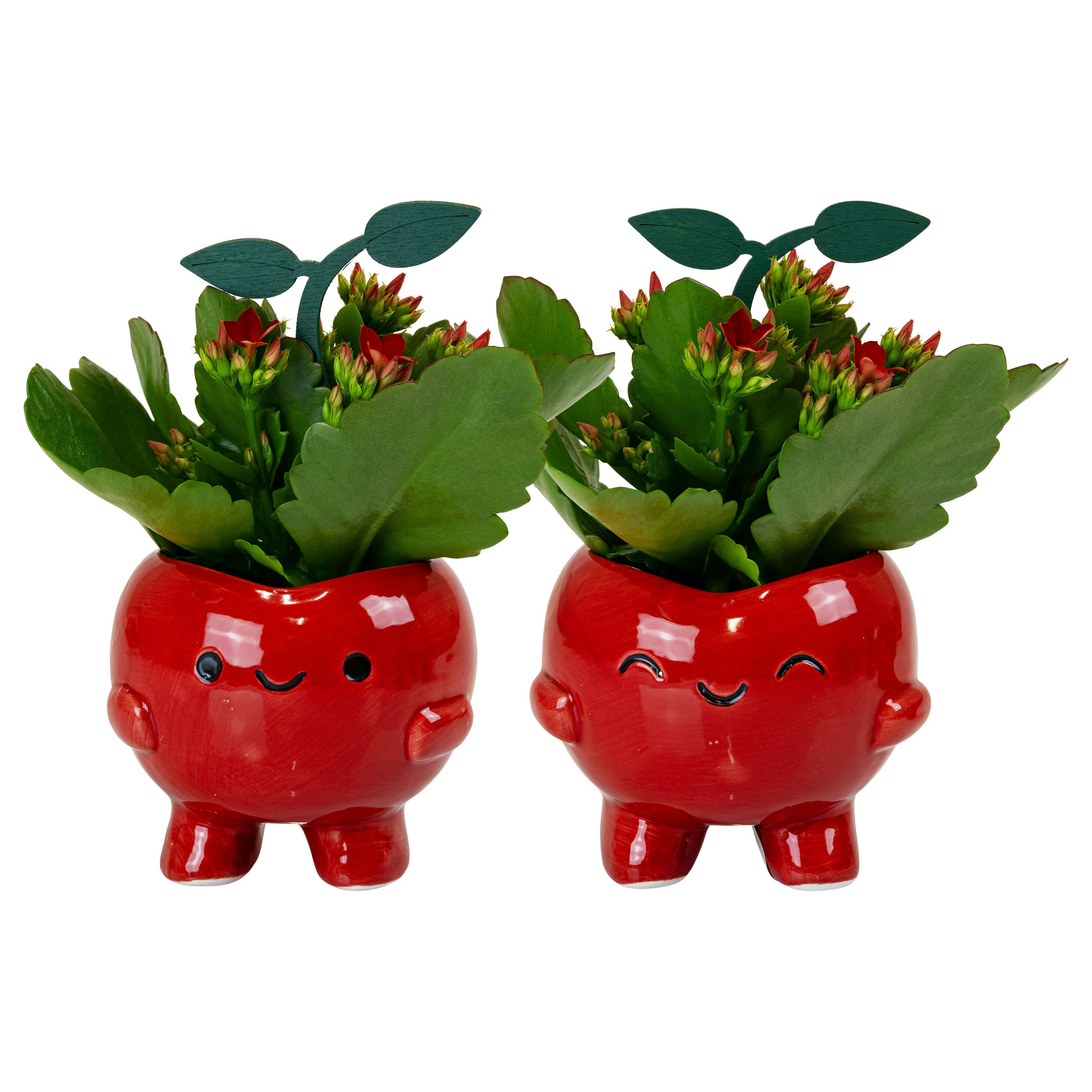 Cherry Pals with Kalanchoe, D 6