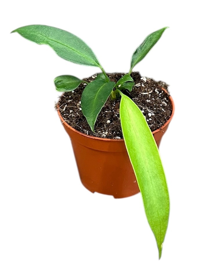 Anthurium Wendlingeri, D 8