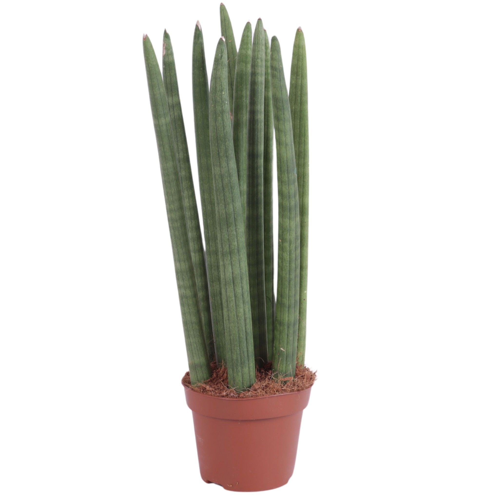 Sansevieria Cylindrica Straight 10 Leaf Ø12cm, D 12 cm