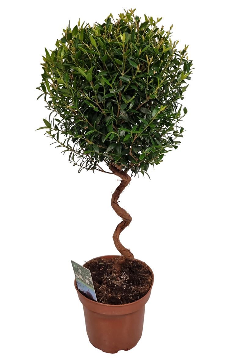 Myrtus Communis Spiraal, D 12