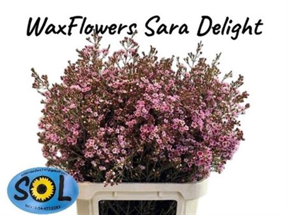 Шамелациум Сарас Делайт 80 (ярко-роз.), шт.