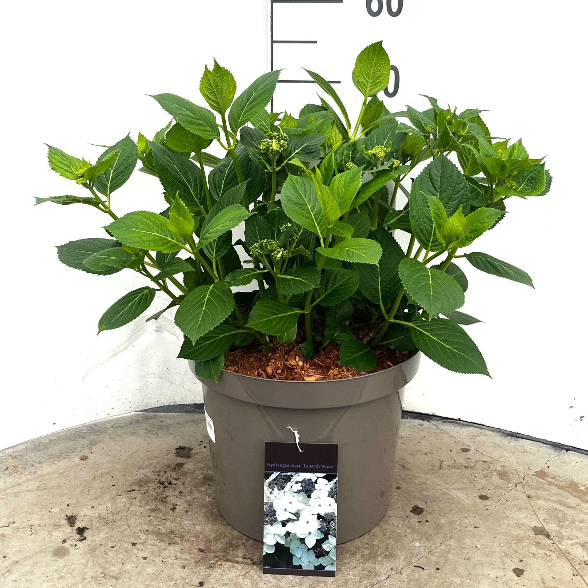 603 VPK : Pot 29 cm HYDRANGEA TELLER WHITE, D 29