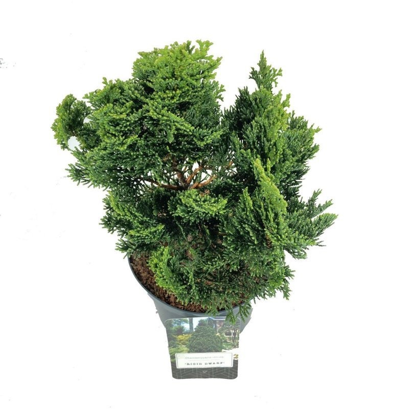 Chamaecyparis o. 'Rigid Dwarf', D 18