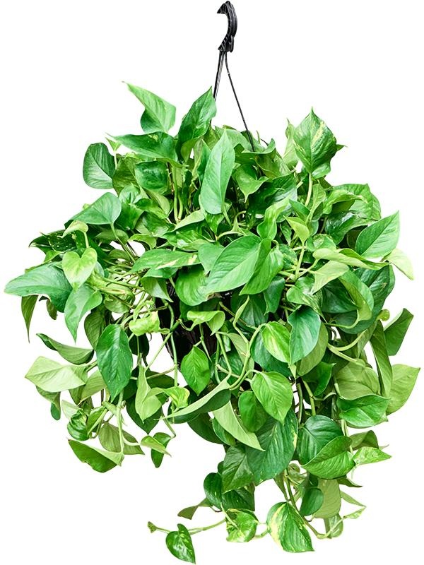 Scindapsus (Epipremnum) 'Aureum' (50-70), D 25