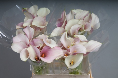 Калла Блашин Леди 60, шт.