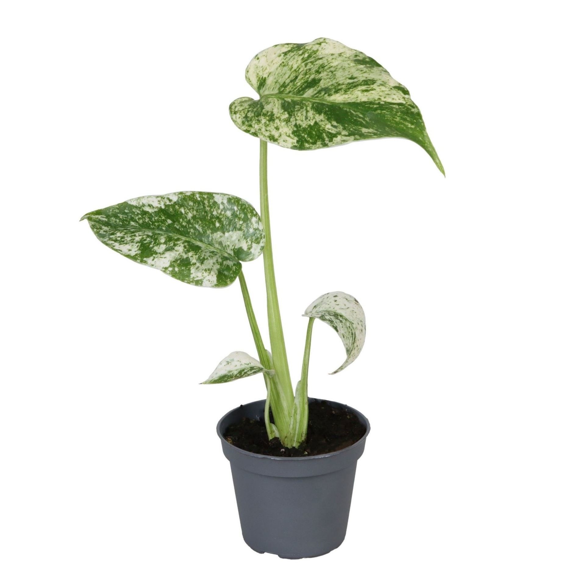 Monstera Deliciosa Mint Variegated 6 cm, D 6