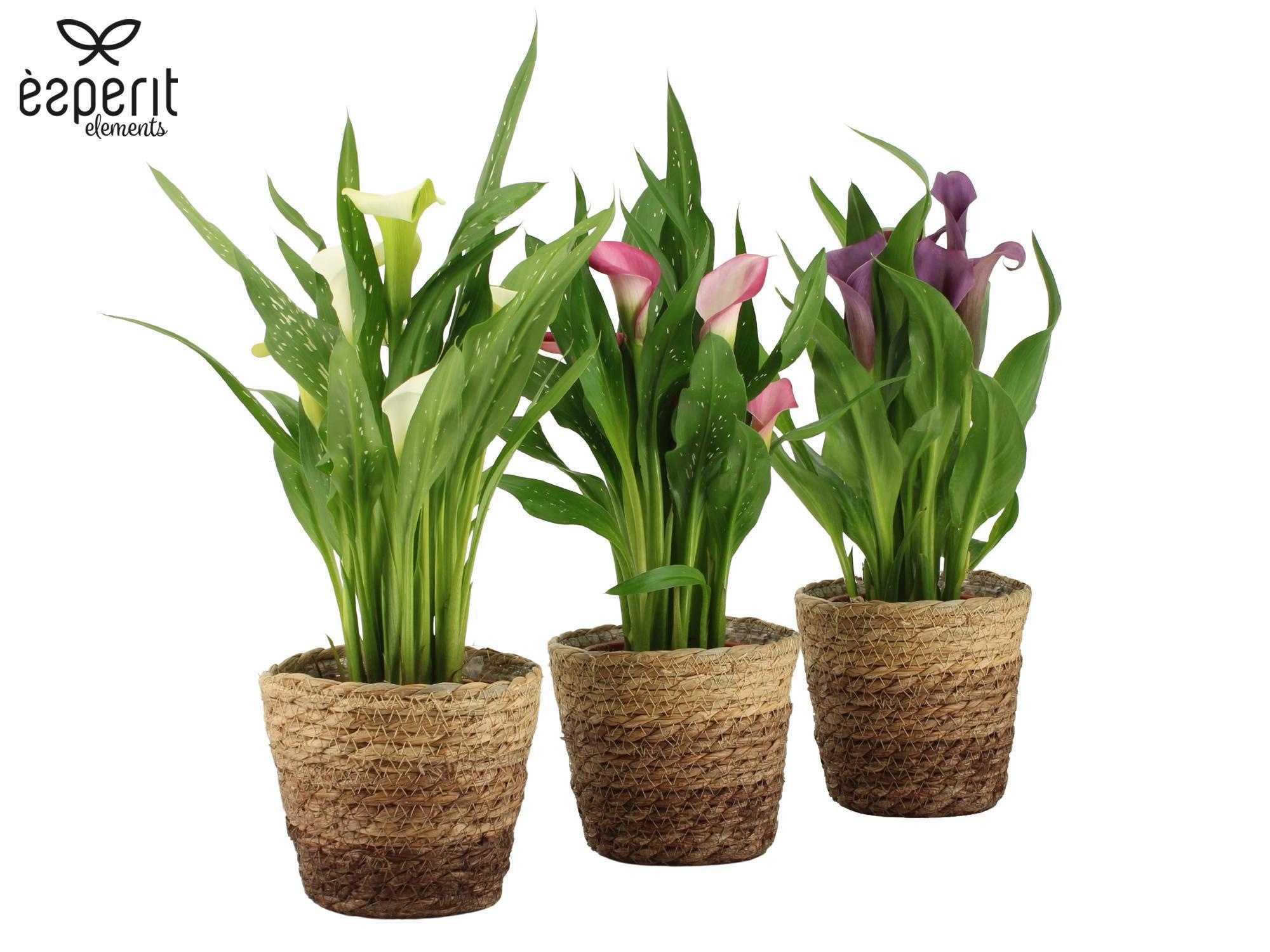 7504475: Solutionss Recreate, D 12